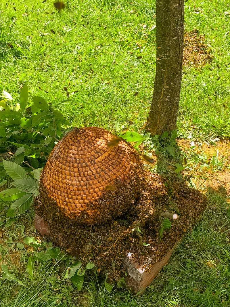 Bienenstock