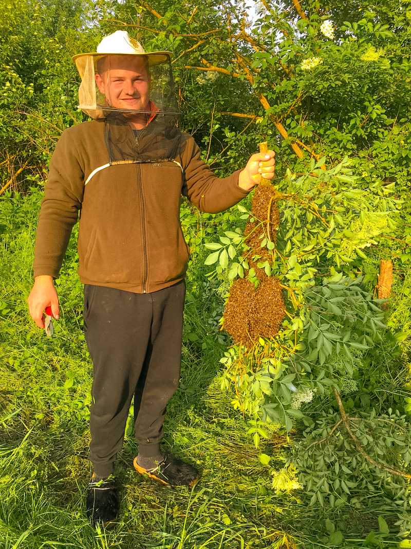 Bienenstock am Ast
