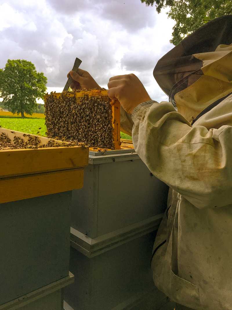 Bienenkiste