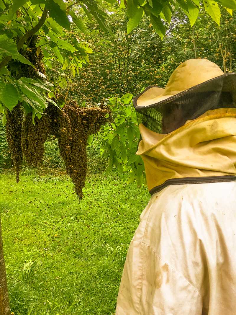 Bienenstock am Baum